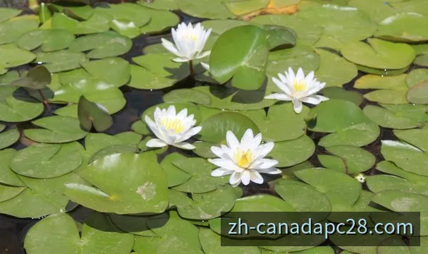 PC28加拿大28资讯与开奖动态